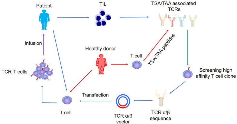 无瘤生存超9年！TCR-T细胞疗法效果更上一层楼！