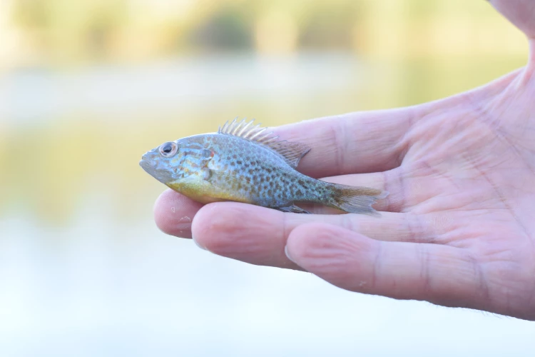 蜥蜴,爬行动物,野生动物,壁虎,鱼,条带状的壁虎,热带,水,野生,蛇,眼睛,规模,绿色蜥蜴,宠物,水下,水族馆,生物,潜鸟,变色龙,颜色,动物,异国情调,海洋,海,鬣蜥,珊瑚,爬虫类,物种,礁,坦克,黄色,淡水,捕鱼,生活,伪装,抓到,濒临灭绝,尾巴,深,养护,树,环境,分公司,复制空间,河,爬行,减摇鳍,体重秤,潜水,跳水,动物园,动物群,嘴里,橙色,食品,两栖类动物,光明,抓住,手,举办,小的,animal, catch, fish, hand, holding, little